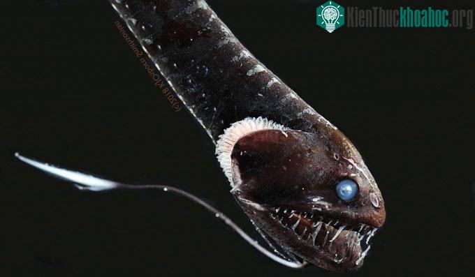 Rồng đen Thái Bình Dương, một trong những loài cá siêu đen.
