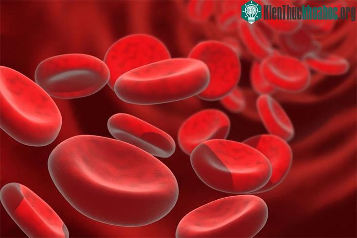 Nghiên cứu mới cho thấy các gene liên quan đến tuổi tác cũng đóng một vai trò trong chuyển hóa sắt.