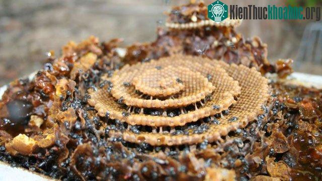 Tổ của loài ong Tetragonula.