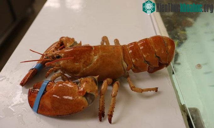 Tôm hùm trông giống như đã nấu chín.