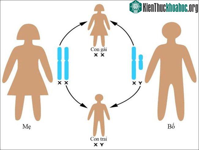 Bố là người quyết định giới tính của con chứ không phải mẹ.