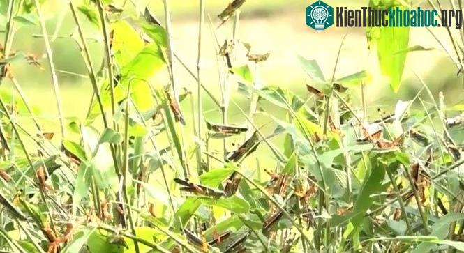 Châu chấu tàn phá mùa màng