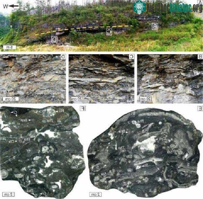 Hóa thạch sinh vật biển 385 triệu năm tuổi trong rạn san hô ở Trung Quốc ảnh 0