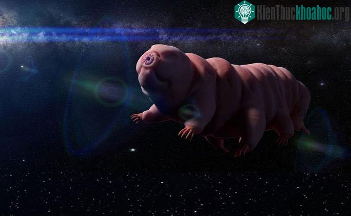 Bọ gấu nước tardigrade