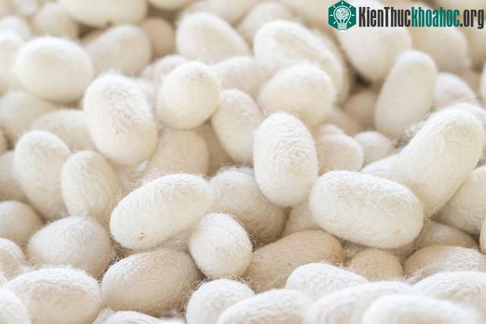 Protein fibroin trong tơ tằm được chế tạo thành ổ cứng lưu trữ.