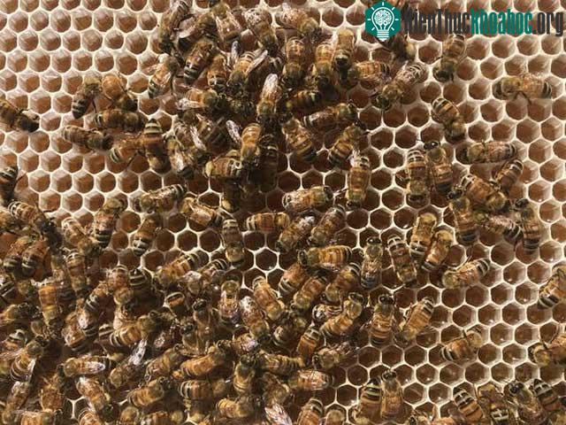 Ong mật đổ đầy mật vào các lỗ sáp trong tổ rồi đậy nắp lại.