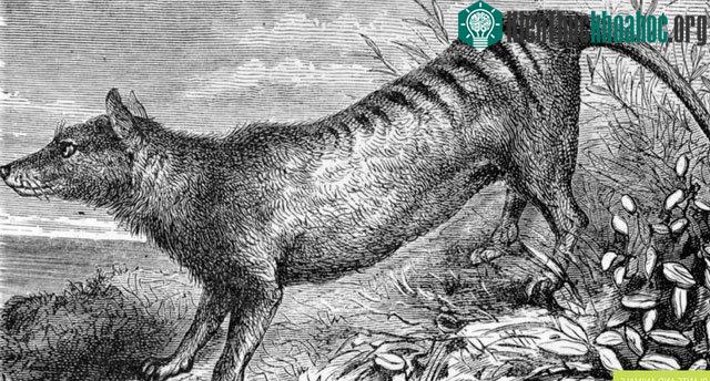 Hổ Tasmania chỉ lớn gấp rưỡi những gì người ta từng nghĩ.