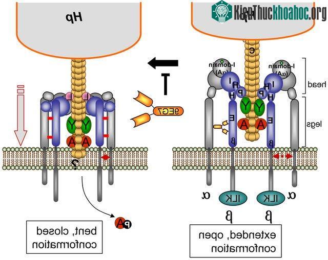 Hệ thống Cag T4SS bơm protein gây ung thư vào tế bào dạ dày