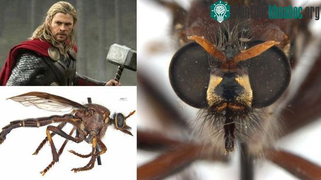 Ruồi của Thor, tên khoa học là Daptolestes bronteflavus, có nghĩa là sấm sét vàng.