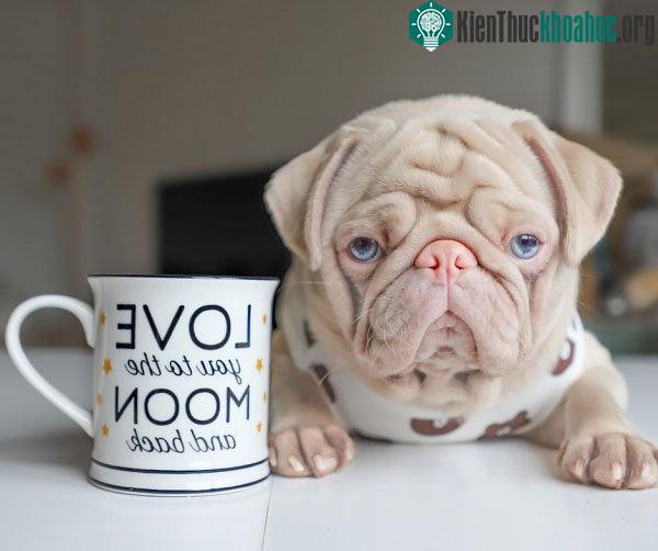 Chú chó có bộ lông màu hồng bẩm sinh hiếm hoi trên thế giới ảnh 1