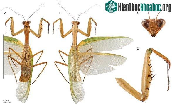 Các bộ phận của loài bọ ngựa mới ở Việt Nam