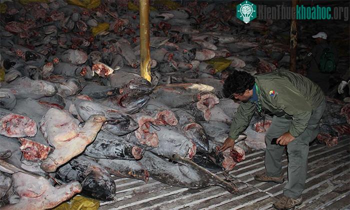 Tàu hàng lạnh Trung Quốc Fu Yuan Yu Leng 999 đã bị chặn lại trong khu bảo tồn biển Galápagos năm 2017.