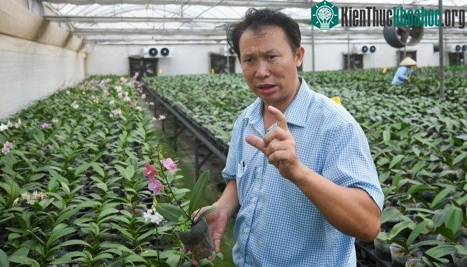 Lan đột biến là gì? Có nhân giống nuôi cấy mô được không? ảnh 1