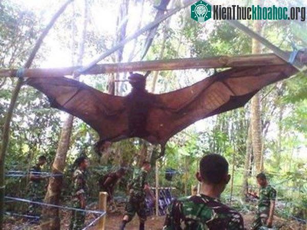 Từ năm 1986 đến năm 2016, số lượng dơi vương miện vàng đã giảm hơn 50%