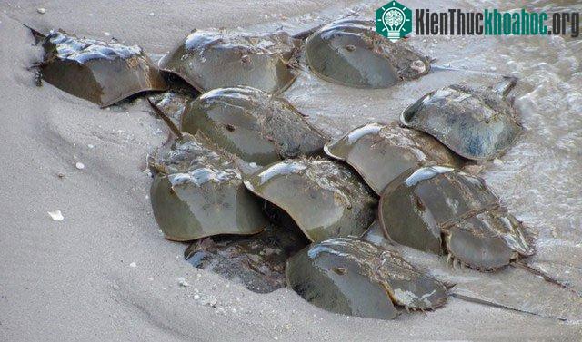 Máu sam biển có rất nhiều công dụng trong y học.
