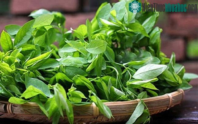 Bạn có thể tận dụng rau ngót để trị táo bón, nhiệt miệng.