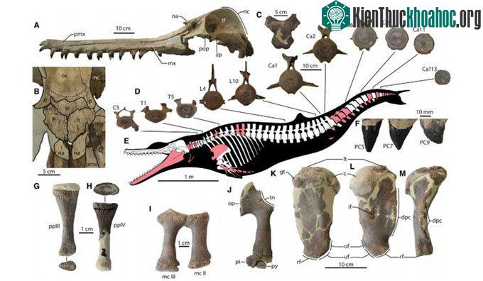 Hóa thạch gần như hoàn chỉnh của A. Tieemani. (Ảnh: Current Biology).