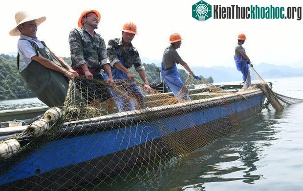 Đây là lần đầu tiên một đội đánh cá được triển khai khai thác cá ở hồ Thiên Đảo, sau khi đập thủy điện xả lũ