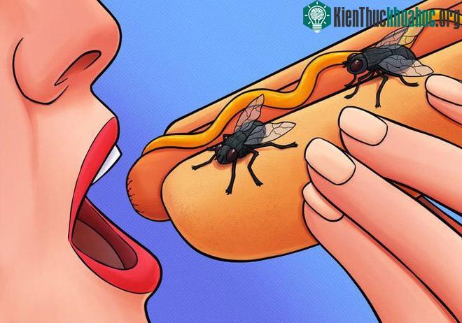 Chúng có thể đẻ trứng lên đó