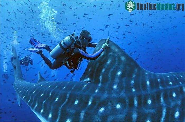 Các nhà khoa học gắn máy theo dõi cho con cá mập voi. (Ảnh: Simon J Pierce).