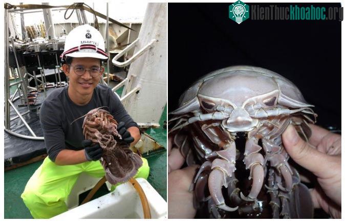 Bạn hãy yên tâm bởi con gián này không bay được.