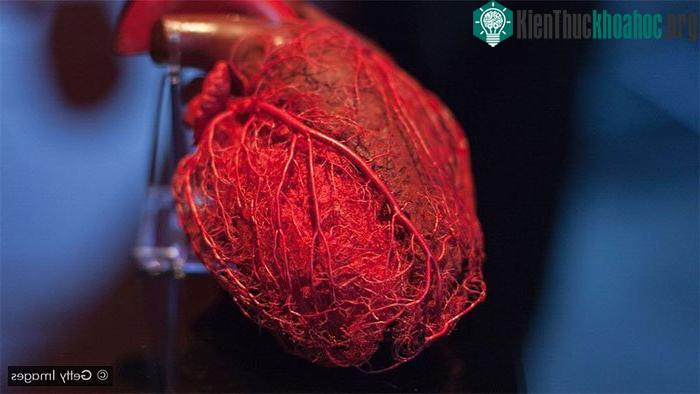Lá gan 100 tuổi trong cơ thể cô gái ngoài đôi mươi và những bí ẩn về tuổi nội tạng ảnh 1