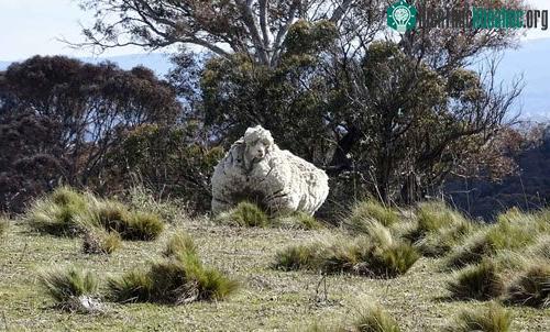 Bộ lông dày không được cắt tỉa khiến một con cừu Merino như Chris