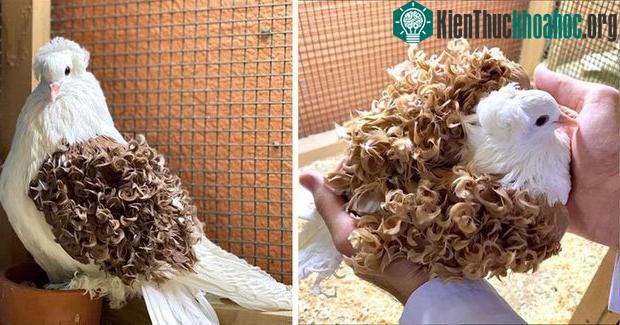 Chú chim với những lọn tóc xoăn đẹp như đi uốn ở salon!