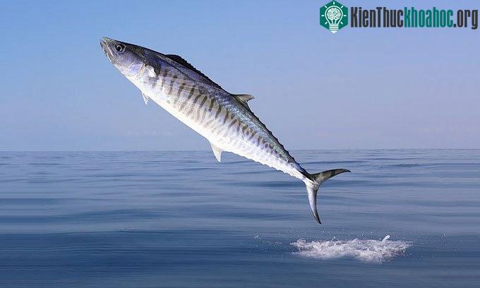 Thủ phạm gây ra cái chết cho cần thủ là một con cá thu nặng tới 18kg.