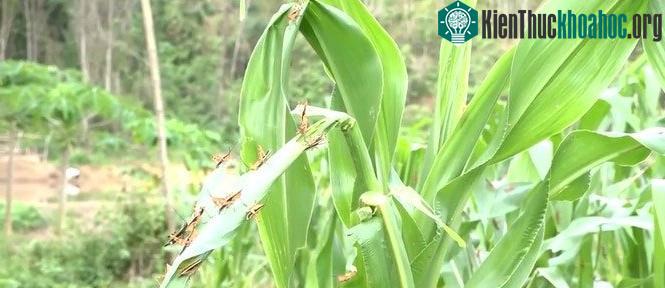 Bão "châu chấu" tàn phá cây trồng tại huyện vùng cao Thanh Hóa ảnh 1