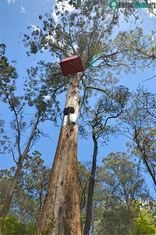Ngôi nhà trên cây Toolangi Little Red ở rừng bang Toolangi, Australia