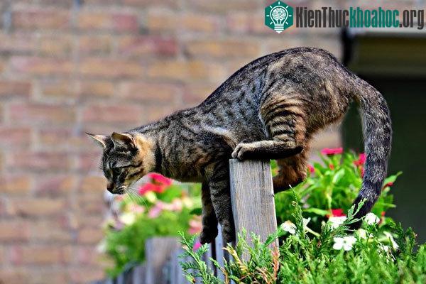 Phân sư tử có thể đuổi được mèo