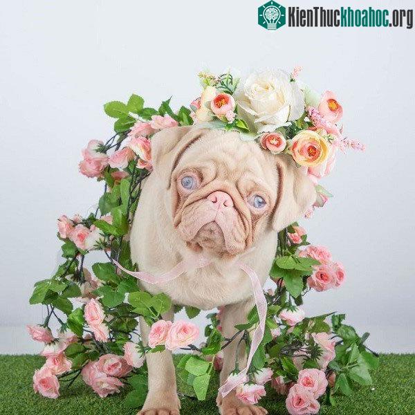Chú chó có bộ lông màu hồng bẩm sinh hiếm hoi trên thế giới ảnh 10
