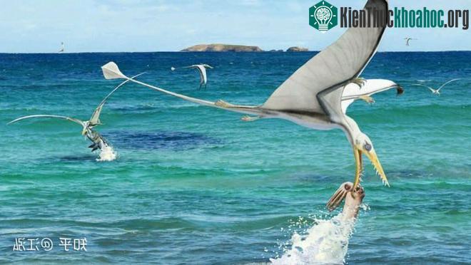 Một con thằn lằn bay Rhamphorhynchus bắt đầu hạ thấp độ cao rồi chộp lấy con mực