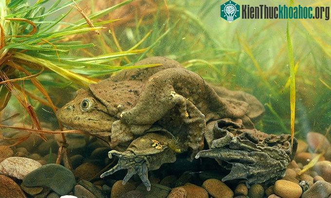 Ếch Titicaca có thể sống ở độ sâu hơn 100m.