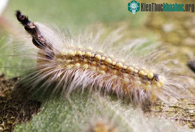 Khi trưởng thành, Uraba lugens sẽ trở thành bướm đêm (moth).
