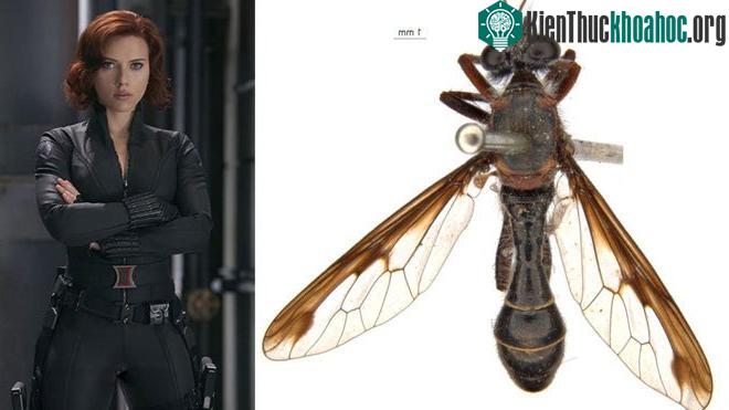 Ruồi của Black Widow, tên khoa học là Daptolestes maleargetus, nghĩa là người phụ nữ mặc đồ da.