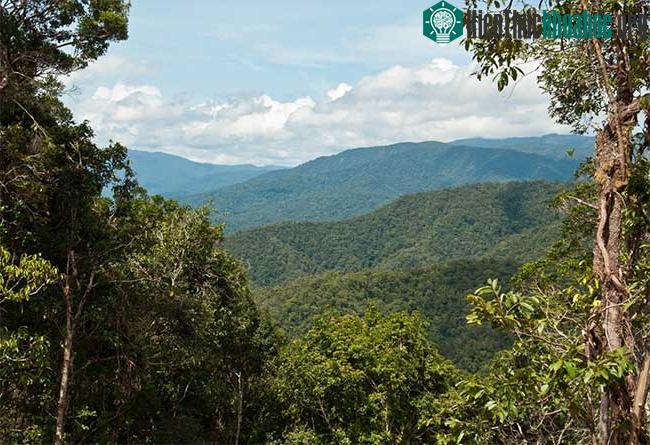 Các cánh rừng nguyên sinh còn gần như nguyên vẹn tại New Guinea