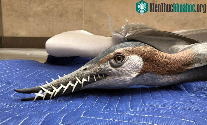 Mô hình nhân tạo đầu của loài thằn lằn bay Rhamphorhynchus.