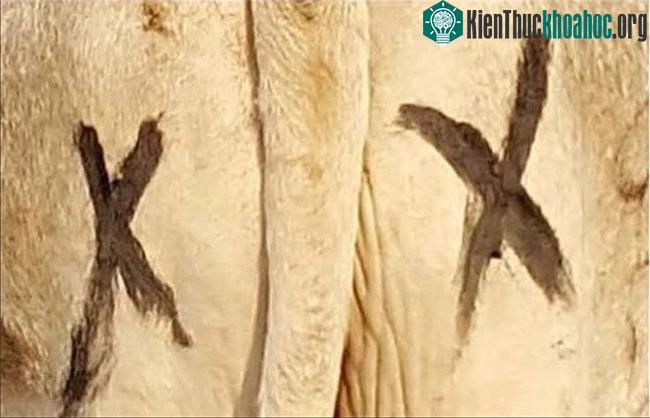 Cặp gạch chéo đen phía sau cũng khiến kẻ săn mồi trong tự nhiên hiểu nhầm giúp gia súc thoát thân.