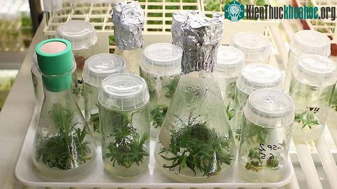 Các nhà khoa học Áo đang tìm cách giải mã bộ gene của Silene stenophylla.