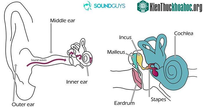 Âm thanh truyền đi thông qua hộp sọ thẳng đến ốc tai.