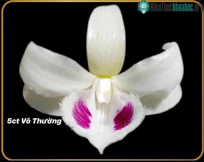 Năm cánh trắng Vô Thường trị giá 1,6 tỉ đồng.