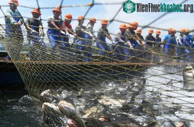 Cá mè hoa được thả nuôi ở hồ Thiên Đảo