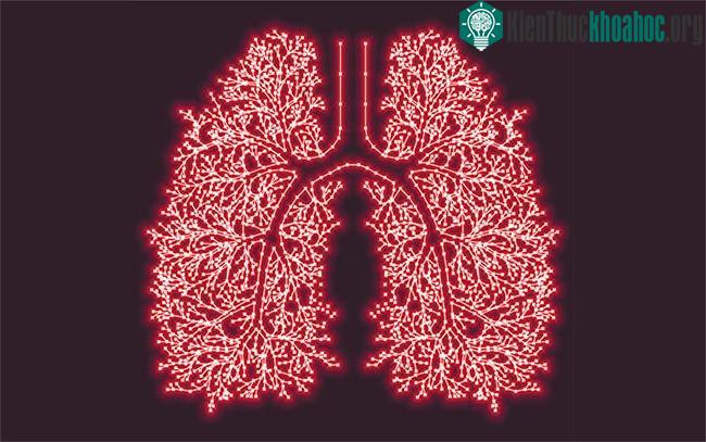 Lá gan 100 tuổi trong cơ thể cô gái ngoài đôi mươi và những bí ẩn về tuổi nội tạng ảnh 2