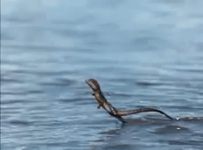 Khi gặp nguy hiểm, plumed basilisk có thể bứt tốc đạt 24,1 km/h.