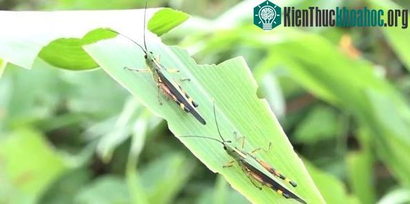 Khi đậu xuống các bụi tre, bương, giang hay vầu, chúng sẽ ăn từ 25% đến 90% lá cây.