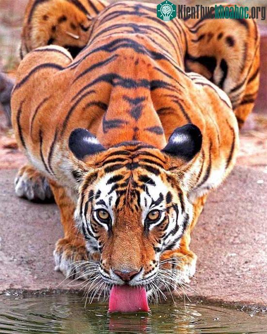 Đối với loài ăn thịt, trí thông minh của chúng dường như không cần phải quá ưu việt.