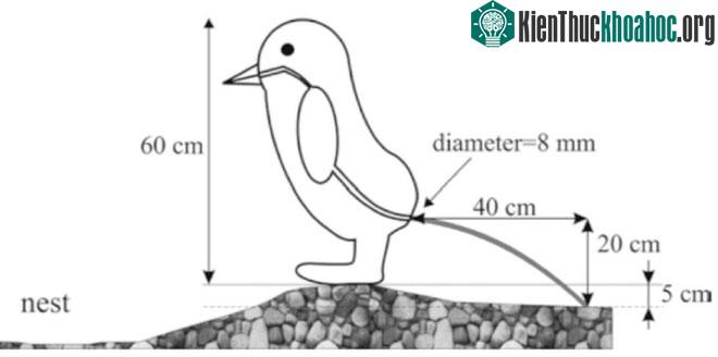 Mô tả trong nghiên cứu đoạt giải Ig Nobel 2005.