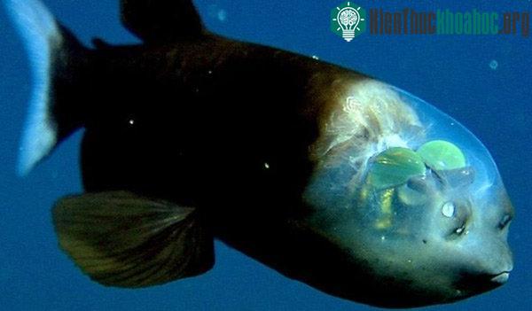 Telescopefish